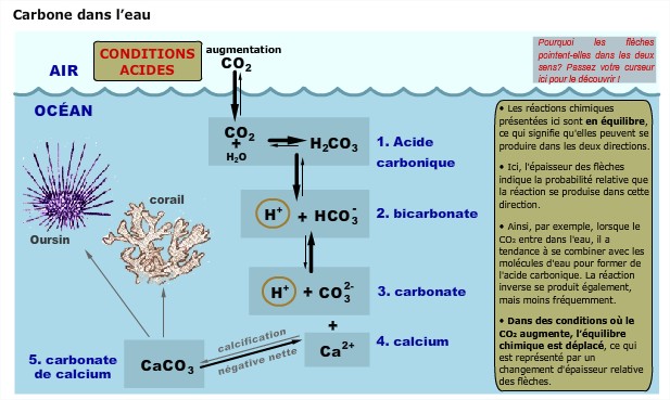 Acidification oceans