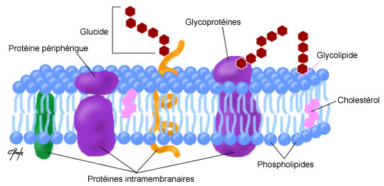 membrane-cellulaire