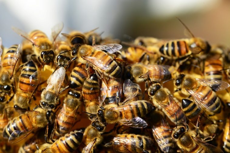 Certaines espèces d’abeilles officiellement reconnues en voie de disparition Honey-bees-326334_960_720-758x505